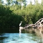 A calm view of Pine Island’s mangroves and still water, with a fallen tree arching over the shoreline.