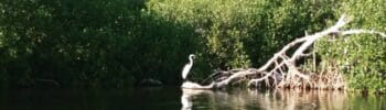 A calm view of Pine Island’s mangroves and still water, with a fallen tree arching over the shoreline.