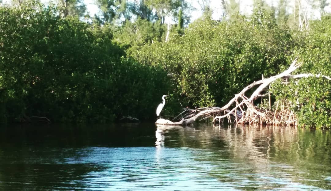 Kayaking Through Pine Island: A Quiet Escape in Southwest Florida